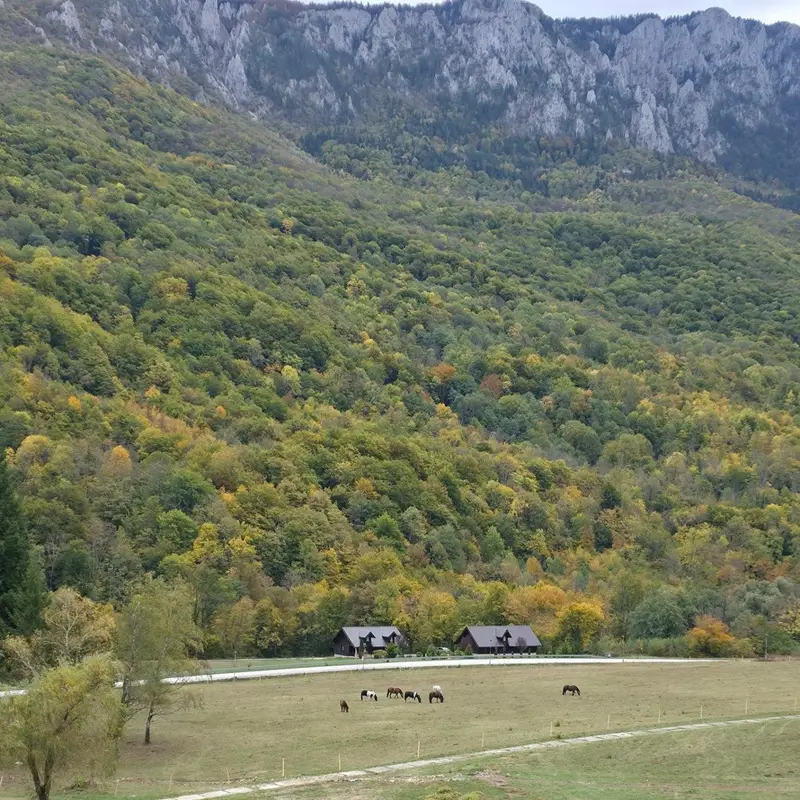 Sutjeska Milli Parkı'nda dağın eteğinde yeşil çayır